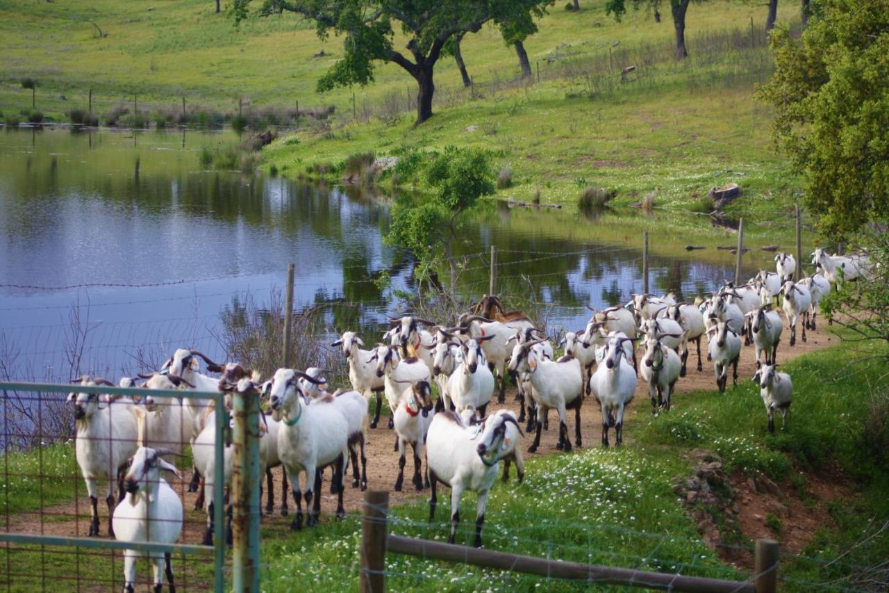 פורטל Herdade Vale De Cabras מראה חיצוני תמונה