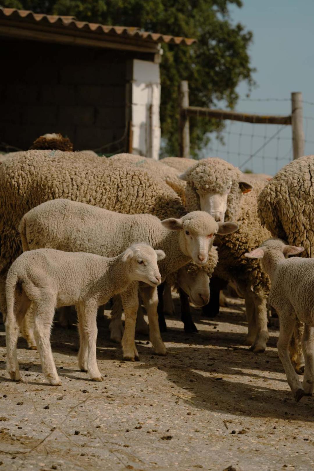 פורטל Herdade Vale De Cabras מראה חיצוני תמונה