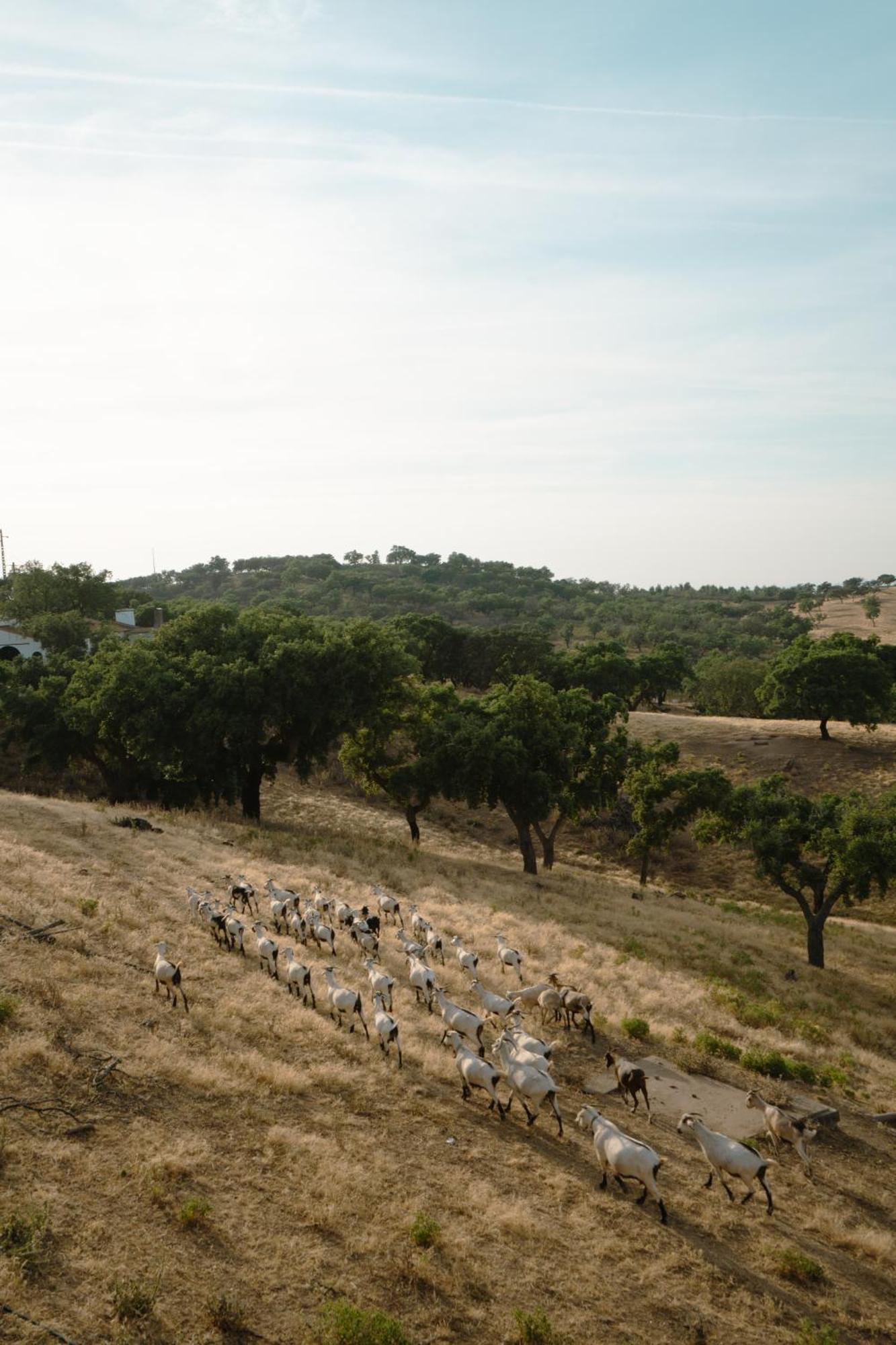 פורטל Herdade Vale De Cabras מראה חיצוני תמונה